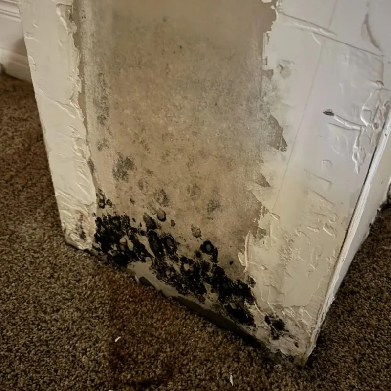 Professional Mold Removal in Norwich, CT